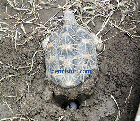 star tortoise breeding